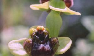 Вчені знайшли орхідею, що цвіте тільки одну ніч