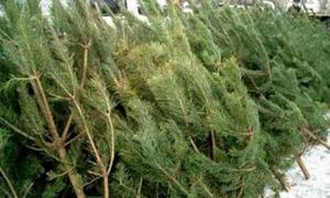 Новорічні ялинки матимуть чіпи і будуть коштувати 100 гривень