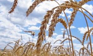 Клітковина усуває дисбактеріоз