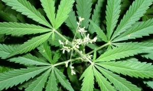 Швейцарцям дозволили вирощувати марихуану для себе