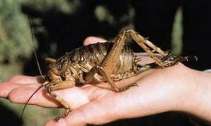 У Новій Зеландії знайшли найбільшу комаху в світі