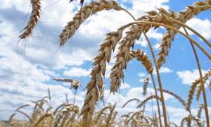 Експерт: Урожай зерна наступного року скоротиться на 40%