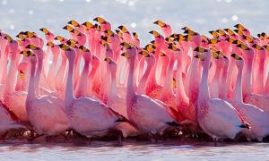 В Індії вбило током 140 фламінго