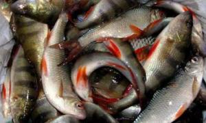 За незаконний вилов риби – штраф до 680 гривень з конфіскацією 