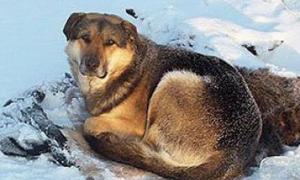 Якутському Хатіко, який не відходить від місця загибелі своєї подруги, побудують будку