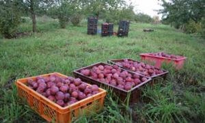Заготівельні контори повернуться