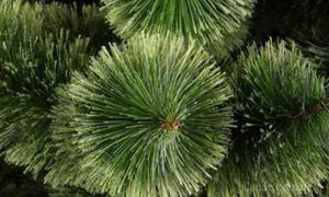 Екологи: Штучна ялинка краща від натуральної