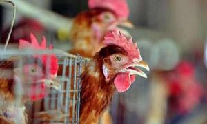 У Гонконгу присплять 17 тисяч пернатих через пташиний грип 