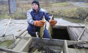 Волинську рибу на ринки Луцька не пускають?