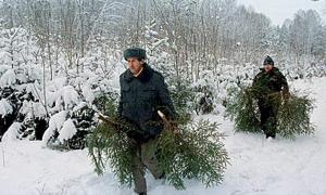 Уже продали понад 68 тисяч волинських ялинок