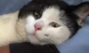 Кіт проїхав 320 км під капотом машини