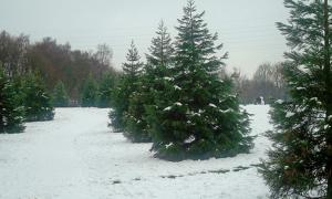 На Волині вже затримали 76 крадіїв ялинок  
