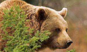 Реабілітаційний центр для ведмедів на Закарпатті поповнився трьома клишоногими