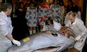 В Японії за рекордну ціну продали тунця