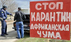 На Кубані — спалах африканської свинячої чуми