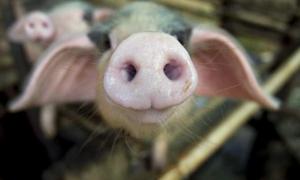 У китайських свиней виявили ящур