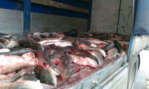 У Ківерцях вилучили півтонни риби невідомого походження