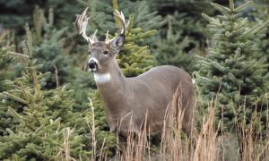 Вісім тисяч гектарів колківського лісу віддали у приватні руки
