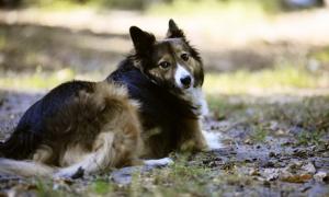 У Голлівуді заснували кінопремію для собак