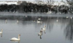 На ставках Луцькводоканалу зимує понад 40 лебедів