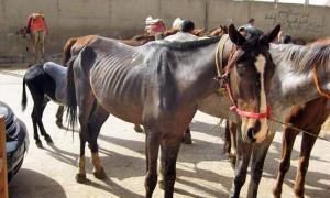 У Єгипті без туристів вимирають коні і верблюди