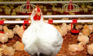 М’ясо птиці дешевшатиме, бо російський ринок для нього закритий