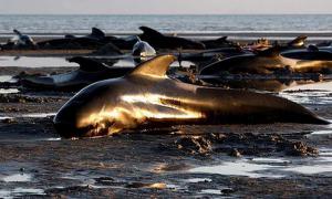 Дельфінів, які викинулись на берег Нової Зеландії, розстріляють і вивезуть у дюни розкладатися