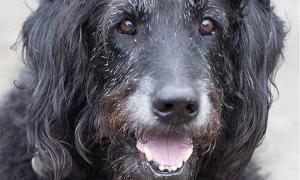 В Англії лабрадор врятував старого, який впав у яр і зламав шість ребер