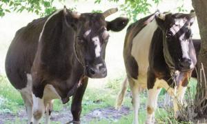 Дотація за три корови залишається плюс безкоштовний жом і комбікорм