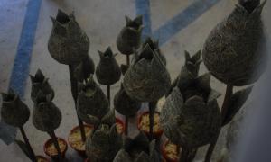 В Галереї мистецтв зацвіли тюльпани