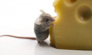 Росія заборонила сири трьох українських виробників