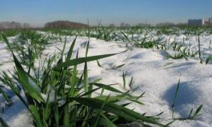 Аграріям доведеться пересіяти майже 3 млн. га озимини 