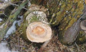 У Маневицькому районі виявили «нічийні» сотні гектарів лісу