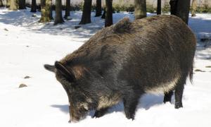 В маневицьких лісах більшає звірини