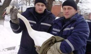 Рятувальники допомогли лебедю, який втратив координацію і впав