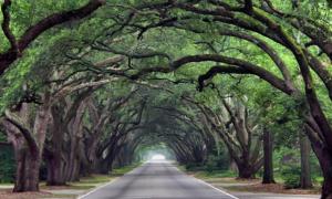 У Бразилії знаходиться найкрасивіша вулиця у світі