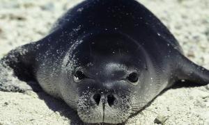 У Росії хочуть виготовляти тюленячі консерви