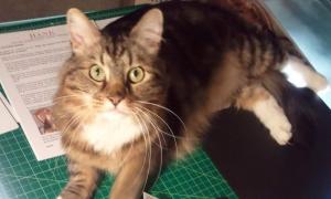 Кіт мітить у Сенат США і обіцяє молоко у кожній мисці