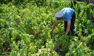 За посіви маку навіть у господарських потребах доведеться платити чималий штраф