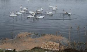 Лебеді повертаються до літніх мешкань