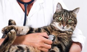 Відкрити приватну ветеринарну клініку на Волині стало простіше