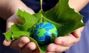 На Волині вирощують енергетичну лозу, щоб відмовитись від газу