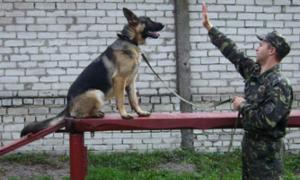 Ковельські кінологи — найкращі в Україні