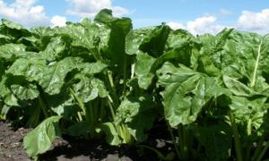 Цукровим буряком цьогоріч засіють 25 тисяч гектарів