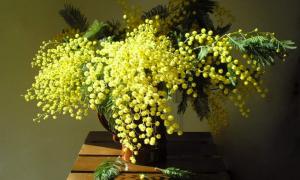 Перед 8 Березня мімоза стала дефіцитом, а за 11 троянд просять 400 гривень