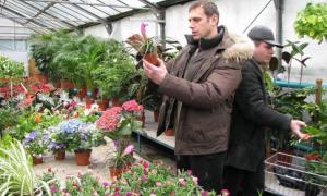 В Україні до 8 березня зрізають майже 20 мільйонів ранньовесняних квітів