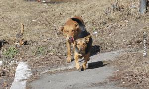 У Луцьку собачий шабаш