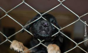 В Ковелі теж хочуть притулок для тварин