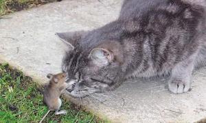 У Британії миша змогла вижити, завівши дружбу з котом