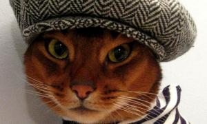 Дизайнерка з Нью-Йорка створює гламурне вбрання для котів